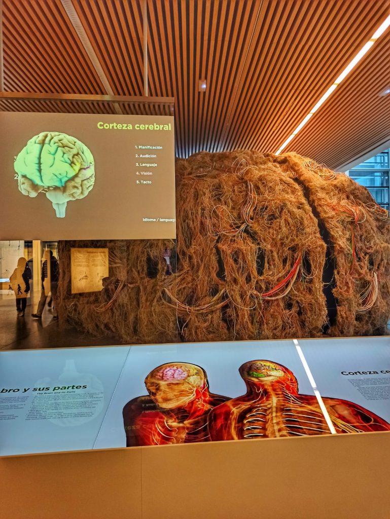 Museo de la Evolución | Muy Ociosos Burgos